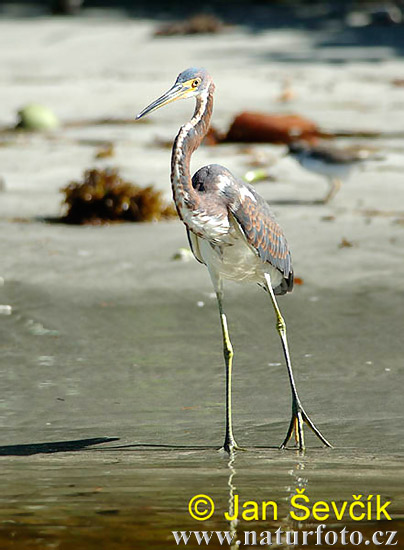 Aigrette tricolore