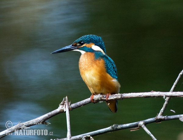 Alcedo atthis