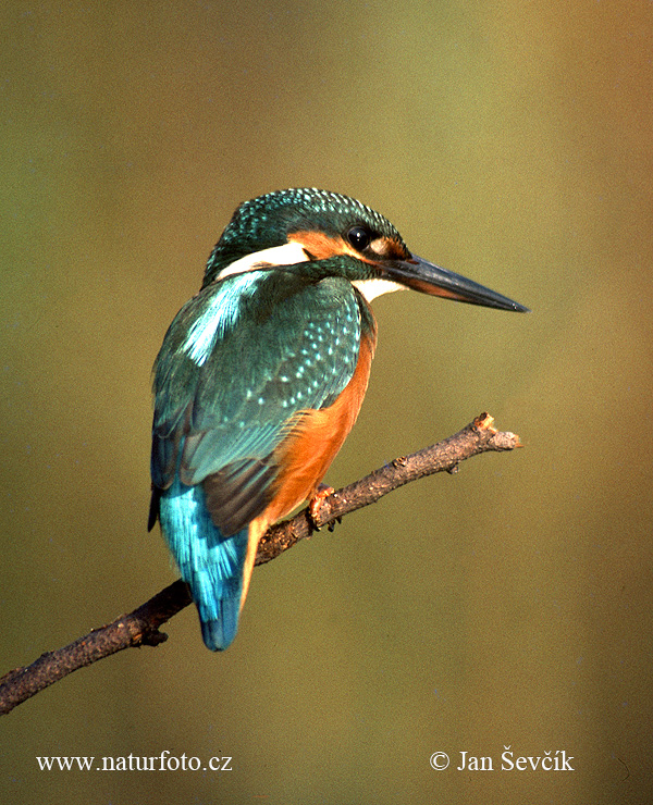 Alcedo atthis