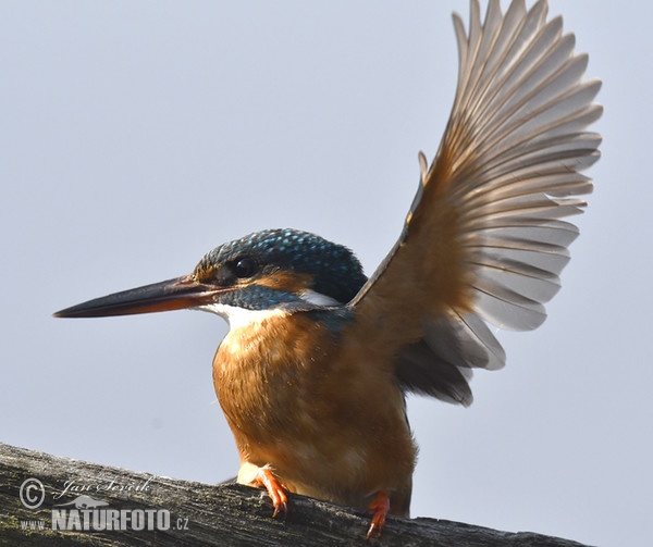 Alcedo atthis