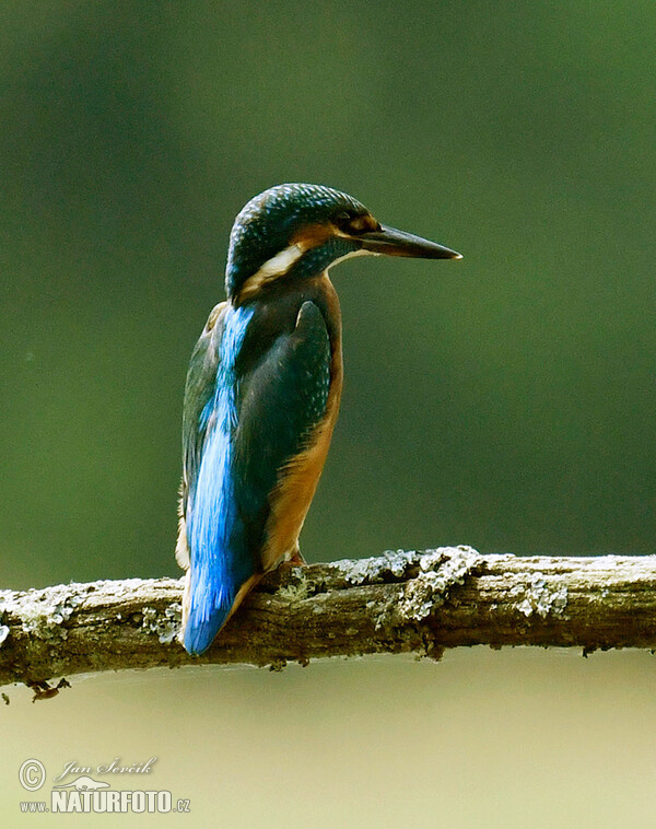 Alcedo atthis