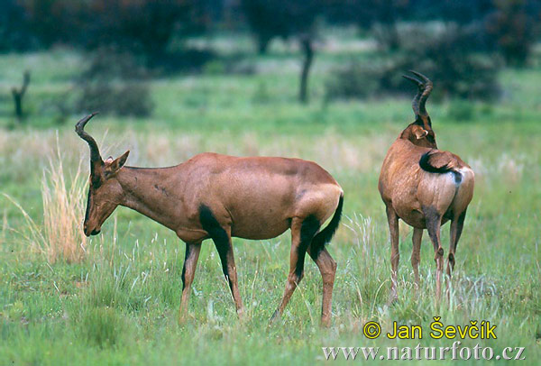 Alcelaphus buselaphus caama