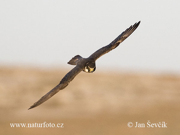 Alcotán europeo