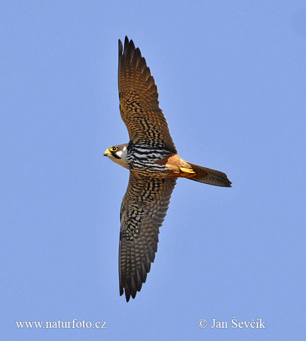 Alcotán europeo