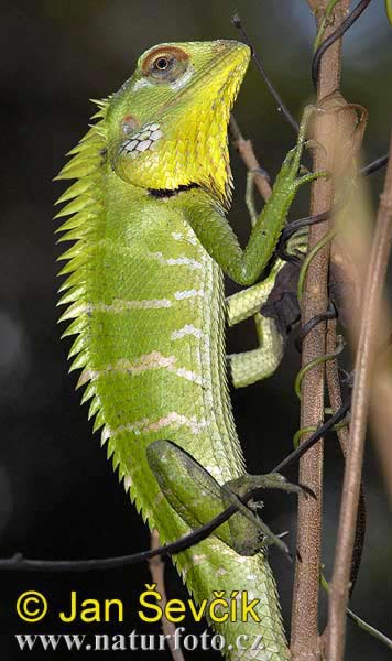 alotes Calotes