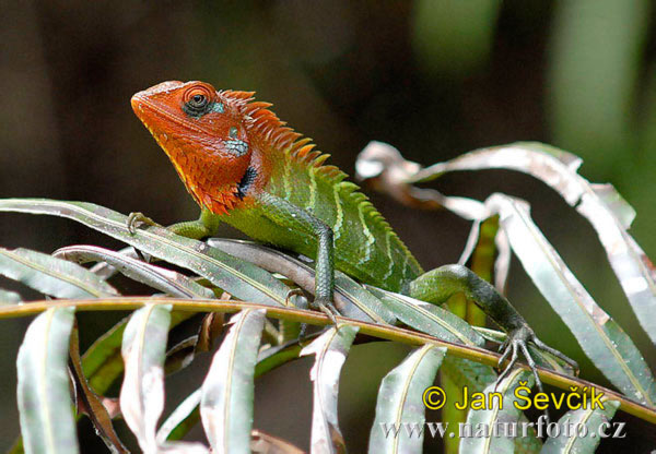 alotes Calotes