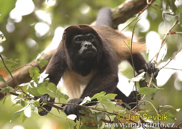 Alouatta palliata