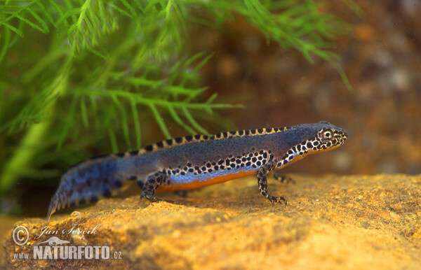 Alpine Neft (Mesotriton alpestris)