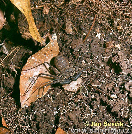 Amblypygi sp.