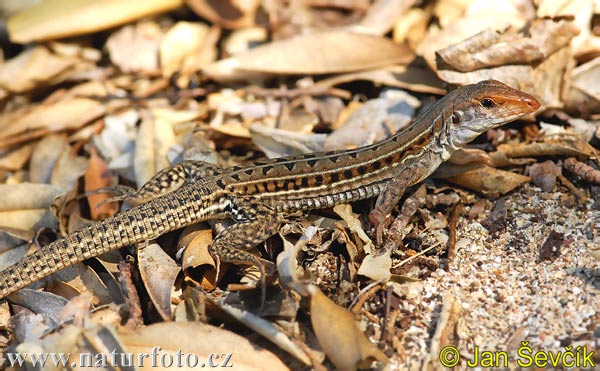 Ameiva bifrontata