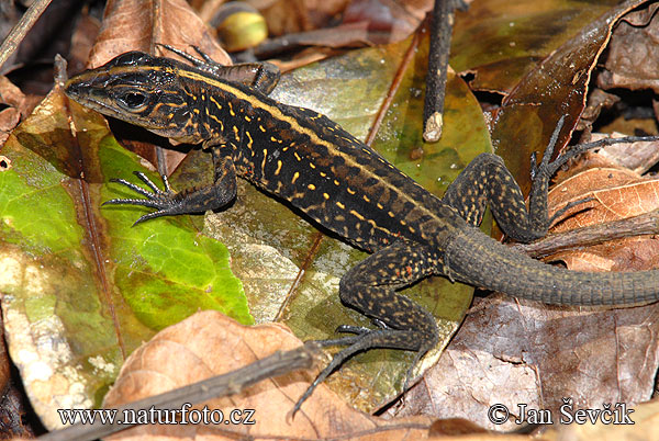 Ameiva festiva