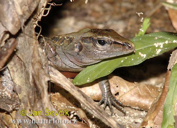 Ameiva festiva