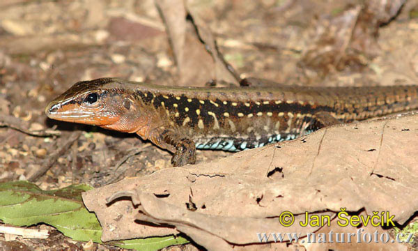 Ameiva festiva