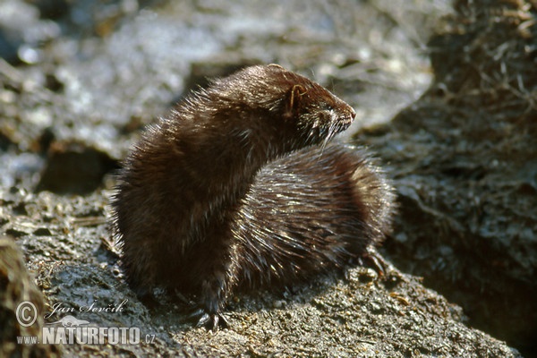 American Mink (Mustela vison)