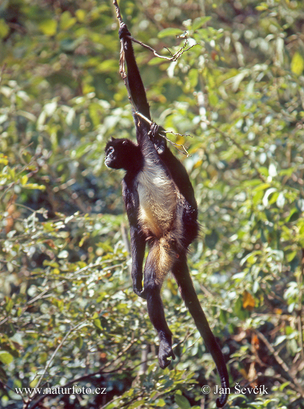 Macaco-aranha-de-Geoffroy (Ateles geoffroyi), Geoffroy's Spider Monkey