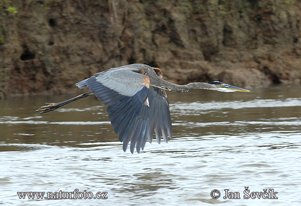 Amerikaanse blauwe reiger