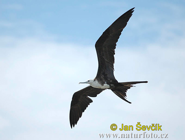 Amerikaanse fregatvogel