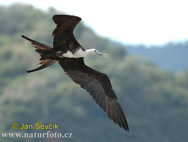 Amerikaanse fregatvogel