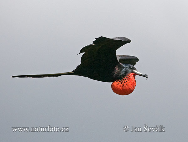 Amerikaanse fregatvogel