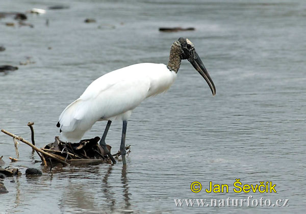 Amerikansk ibisstork