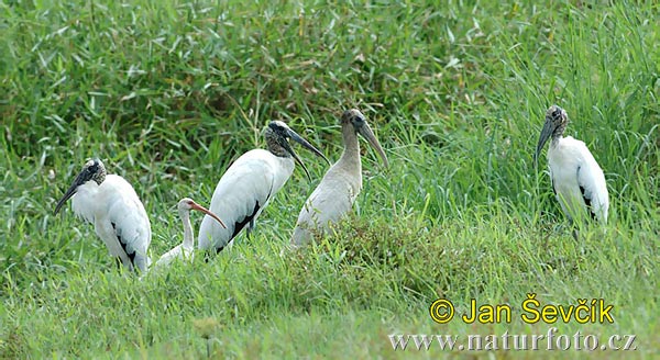 Amerikansk ibisstork