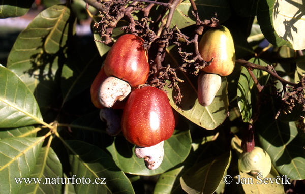 Anacardium occidentale