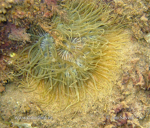 Anemone de mar comuna