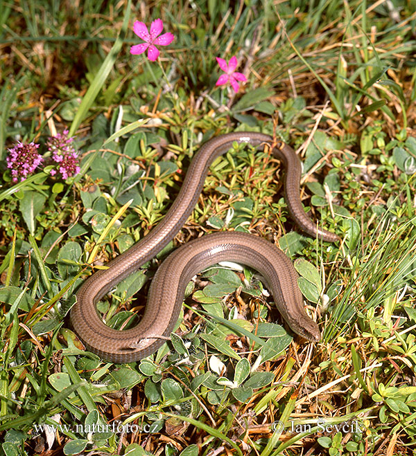 Anguis fragilis