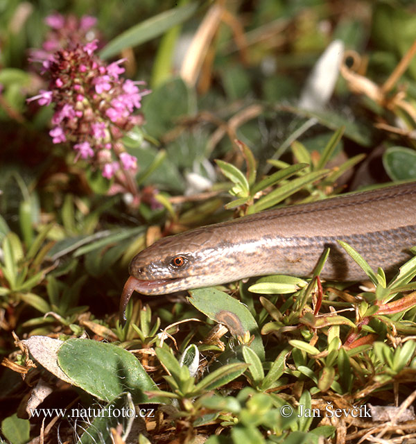 Anguis fragilis