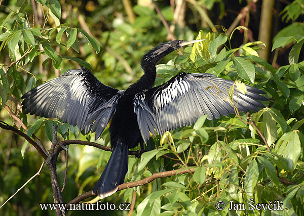 Anhinga americà