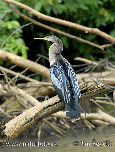 Anhinga americà