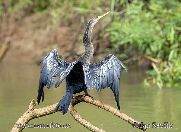 Anhinga americà