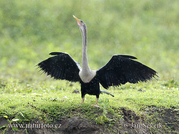 Anhinga anhinga