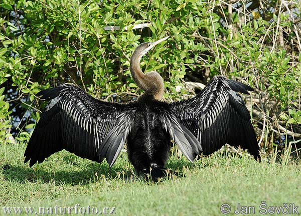 Anhinga melanogaster