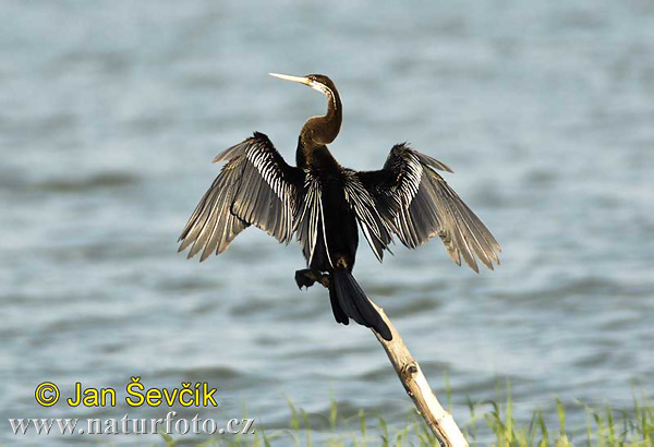 Anhinga melanogaster