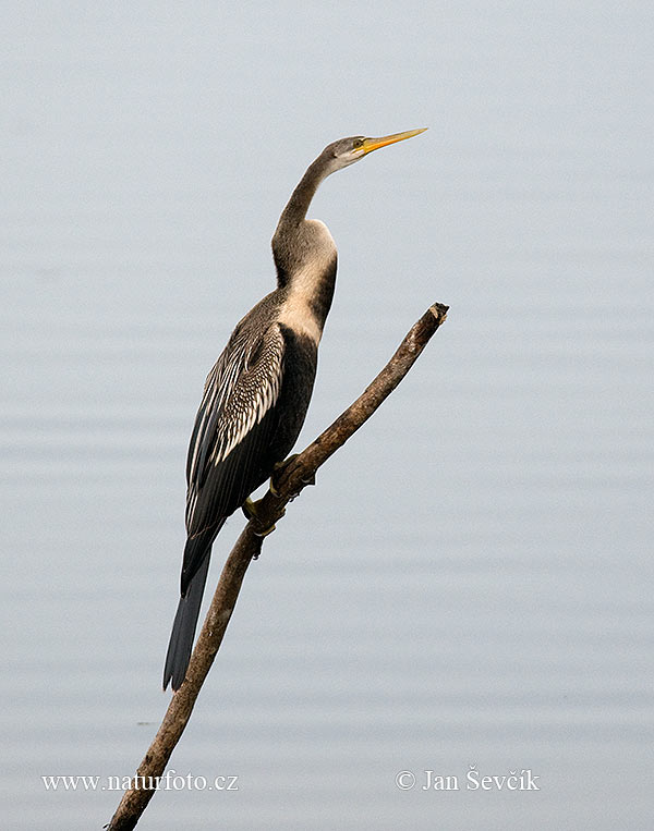 Anhinga melanogaster