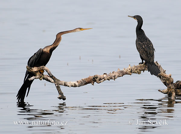 Anhinga melanogaster