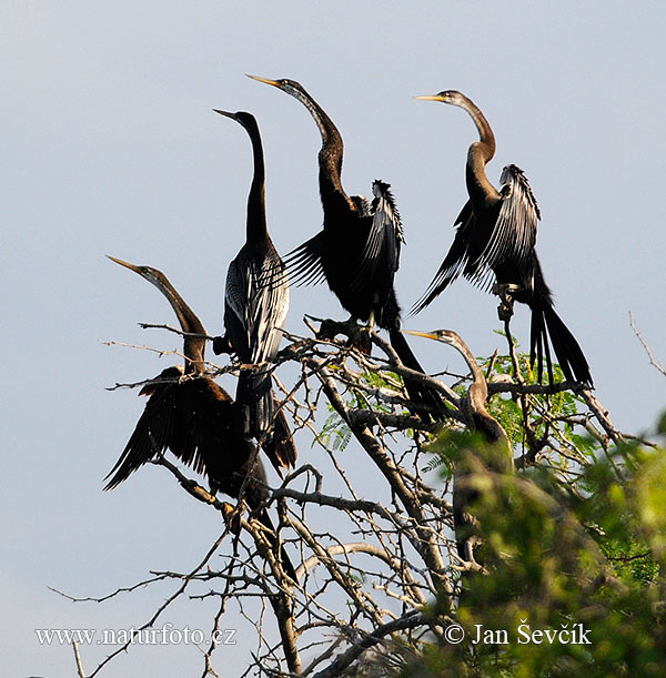 Anhinga oriental