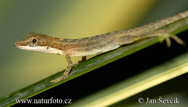 Anole lizard (Anolis limnifrons)
