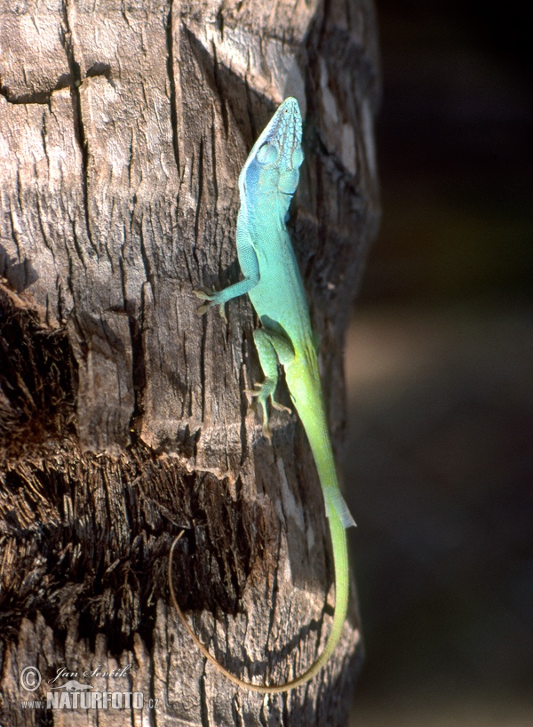 Anolis allisoni