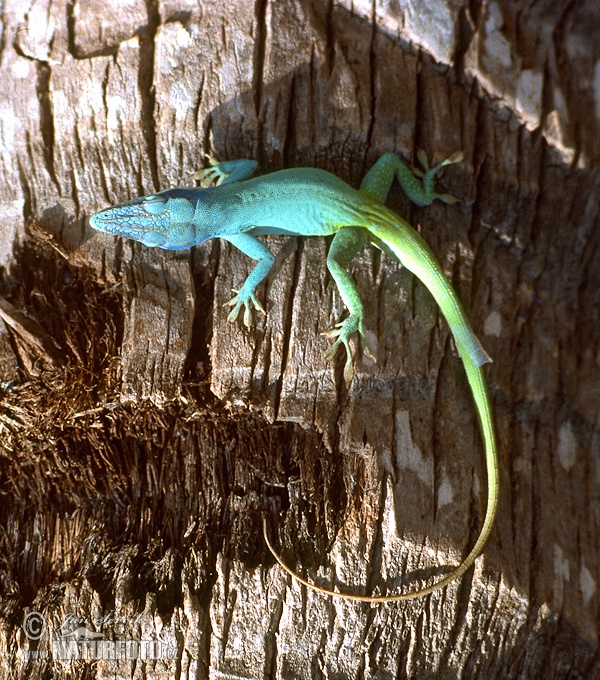 Anolis allisoni