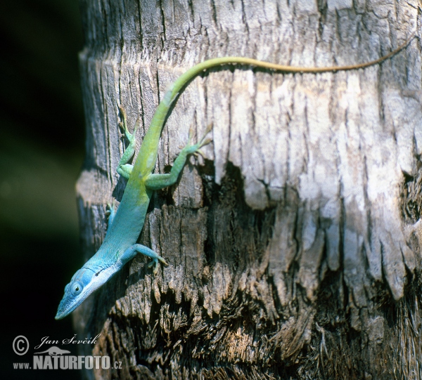 Anolis allisoni