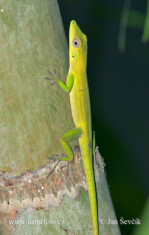 Anolis chlorocyanus