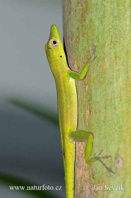 Anolis chlorocyanus