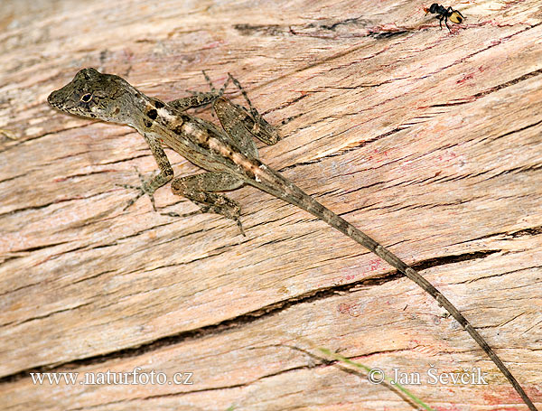 Anolis cybotes