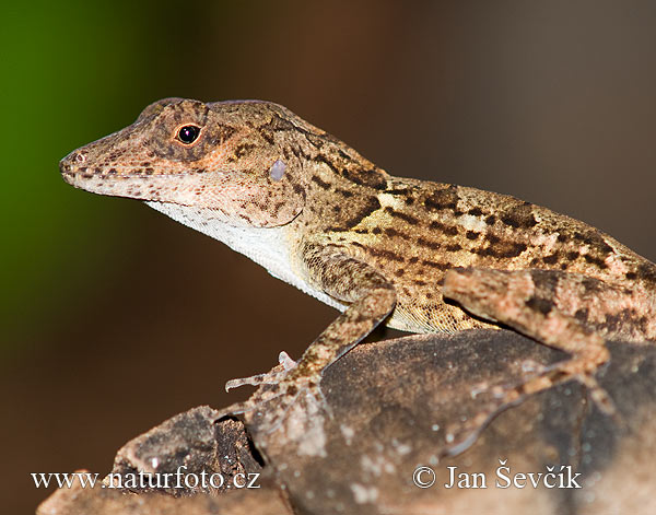 Anolis cybotes