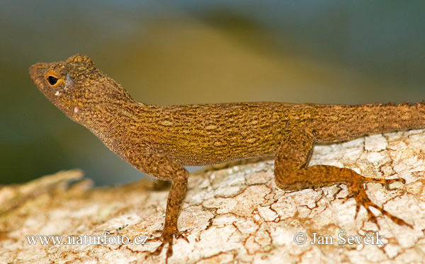 Anolis distichus