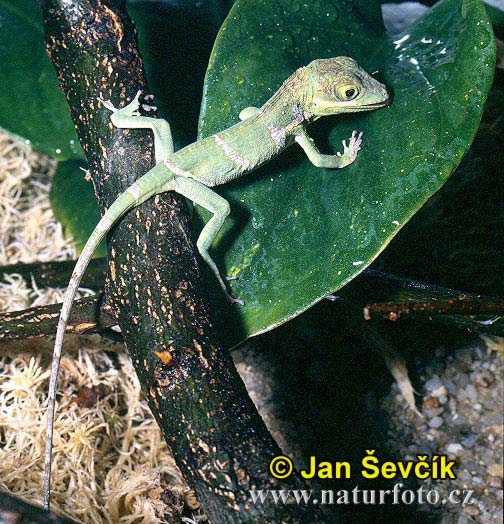 Anolis equestris persparsus