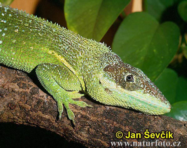 Anolis equestris persparsus