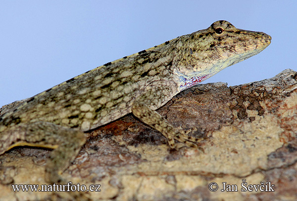 Anolis pentaprion